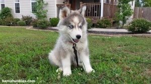grey white husky puppy