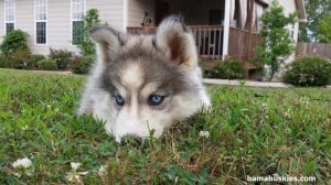akc registered grey and white husky puppy