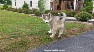 grey husky puppy with blue eyes
