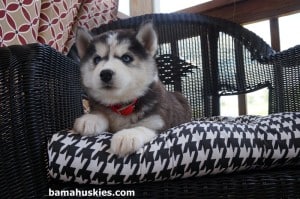 husky puppy