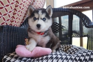 black and white siberian husky puppy