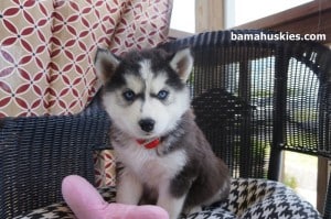 husky puppy