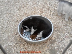 husky puppy
