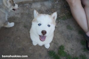 red and white husky puppy