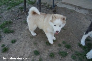 red and white husky for sale