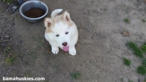 husky puppy for sale alabama