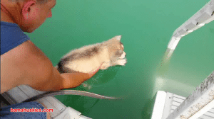 learning your puppy about pool safety