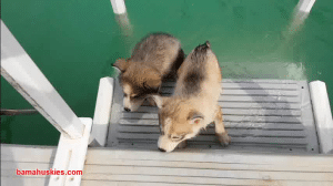 pool safety for puppies