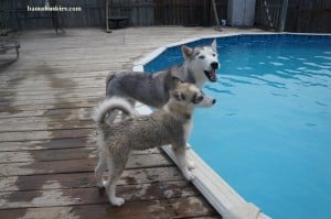 husky puppies around the pool