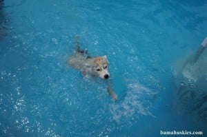 husky puppy Simba swimming