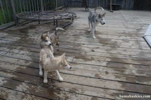 husky puppies playing around pool