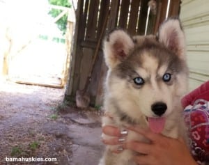 grey and white husky puppy