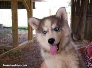 husky puppy