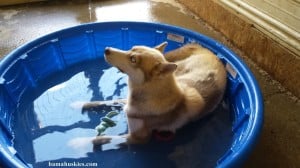 husky dog in kiddy pool