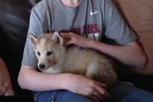 husky puppy for sale Huntsville Al
