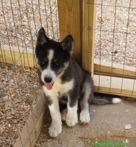 akc registered Siberian husky puppy