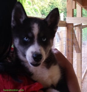 black and white husky puppy