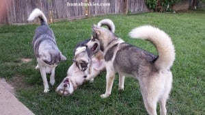 Huskies playing in the Yard