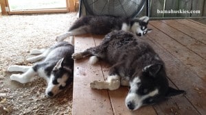 nap time for husky puppies