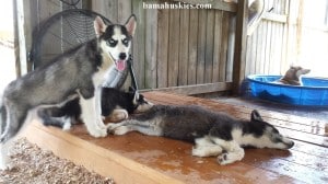husky puppies sleeping