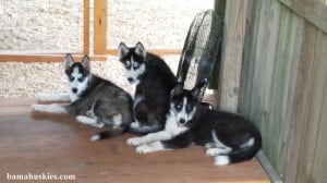 3 black and white husky puppies