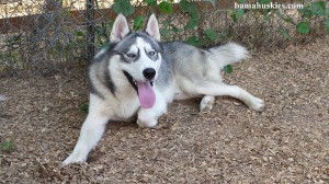 Sioberian husky Sire
