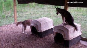 grey and white Siberian husky