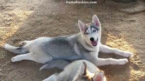 husky puppy