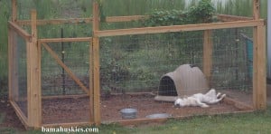 husky dog sleeping on her back