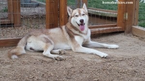 husky dog Bella