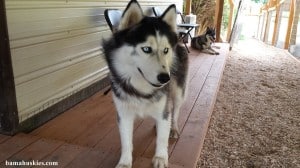 a black and white Siberian husky dog