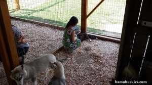 A girl petting a husky puppy