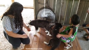 a girl and boy petting husky puppies