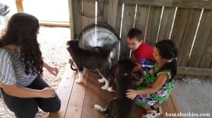 a boy and girl petting a black and white husky puppy