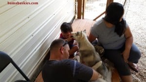 A family petting husky puppies