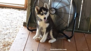 husky puppy sitting in front of a fan