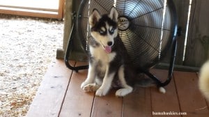 black and white husky puppy