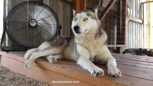 Husky Amber scared
