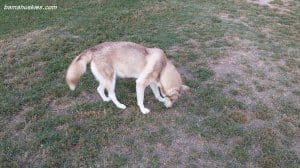 red and white husky dog