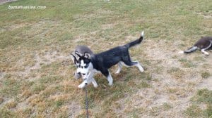 black and white husky puppies playing with a toy