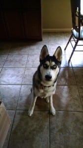 black and white husky puppy