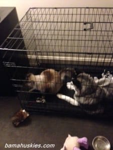 Husky and cat together