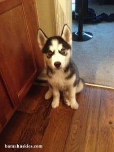 previous husky puppy