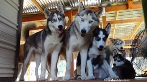 husky puppies looking scared