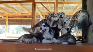 husky expressions