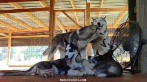 husky facial expressions