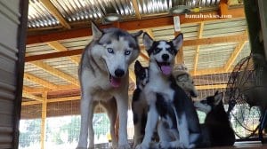 Siberian husky facial expressions
