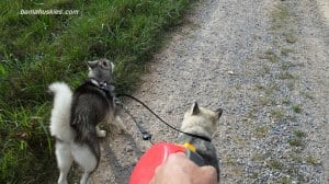 husky puppies on a walk
