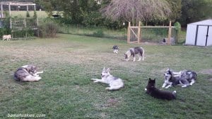 Siberian huskies laying in the grass