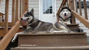Black and white Siberian huskies